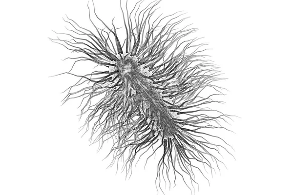 Escherichia Coli Bacterium Ilustración Bacteria Gramnegativa Con Flagelos Peritricos Que — Foto de Stock