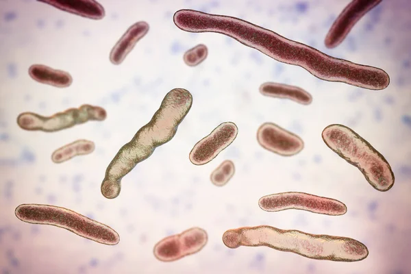 Elizabeth Ethkingia Meningoseptica Бактерии Иллюстрация Ранее Известный Flavobacterium Meningosepticum Вызвать — стоковое фото