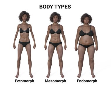 Üç farklı vücut tipini gösteren üç boyutlu bir betimleme - ektomorf, mezomorf ve endomorf, her bir vücut tipinin kendine özgü özelliklerini vurguluyor..