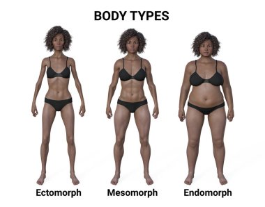 A 3D illustration of a female body showcasing three different body types - ectomorph, mesomorph, and endomorph, highlighting the unique characteristics of each body type. clipart