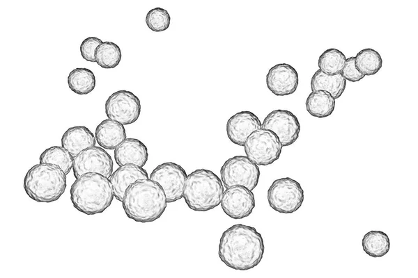 在白色背景下分离出的细菌性肠球菌 3D说明 导致婴儿心内膜炎和其他感染的革兰氏阳性球菌 — 图库照片