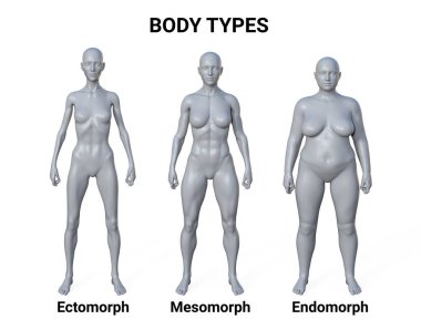 Üç farklı vücut tipini gösteren üç boyutlu bir betimleme - ektomorf, mezomorf ve endomorf, her bir vücut tipinin kendine özgü özelliklerini vurguluyor..