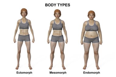 Üç farklı vücut tipini gösteren üç boyutlu bir betimleme - ektomorf, mezomorf ve endomorf, her bir vücut tipinin kendine özgü özelliklerini vurguluyor..