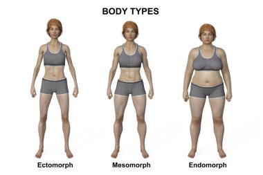 A 3D illustration of a female body showcasing three different body types - ectomorph, mesomorph, and endomorph, highlighting the unique characteristics of each body type. clipart