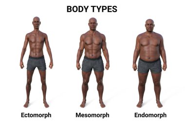 Her bir vücut tipinin kendine has özelliklerini vurgulayan üç farklı vücut tipini gösteren üç boyutlu bir erkek betimlemesi: ektomorf, mezomorf ve endomorf..