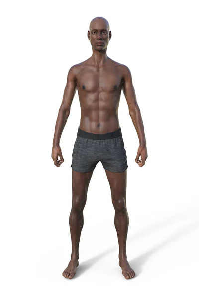 Illustration Male Body Ectomorph Body Type Characterized Lean Slender Build — Stock Photo, Image