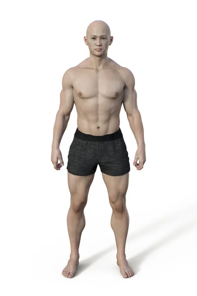 Ilustración Cuerpo Masculino Con Tipo Cuerpo Mesomorfo Caracterizado Por Una —  Fotos de Stock