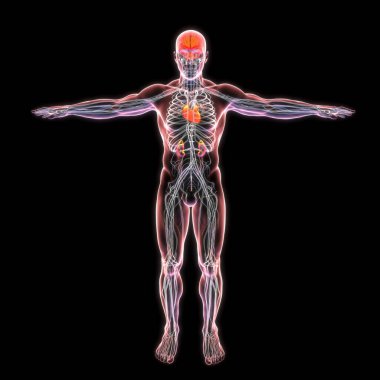 A 3D scientific illustration of a transparent male body showcasing the intricate details of the heart, kidneys, brain, and nerves. clipart
