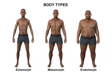 A 3D illustration of a male body showcasing three different body types - ectomorph, mesomorph, and endomorph, highlighting the unique characteristics of each body type. clipart