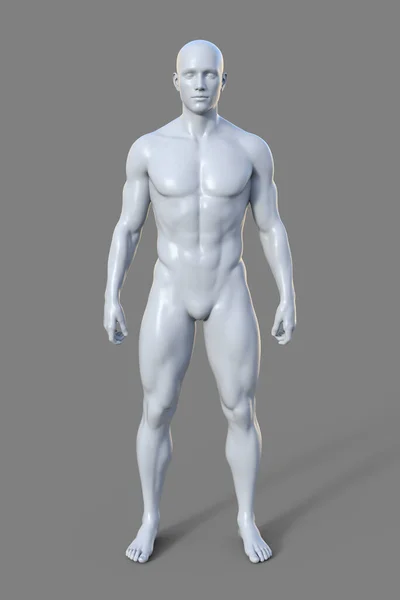 肩幅が広く腰幅が狭く 運動性のある構造が特徴の メソモルフボディタイプの男性体の3Dイラスト — ストック写真