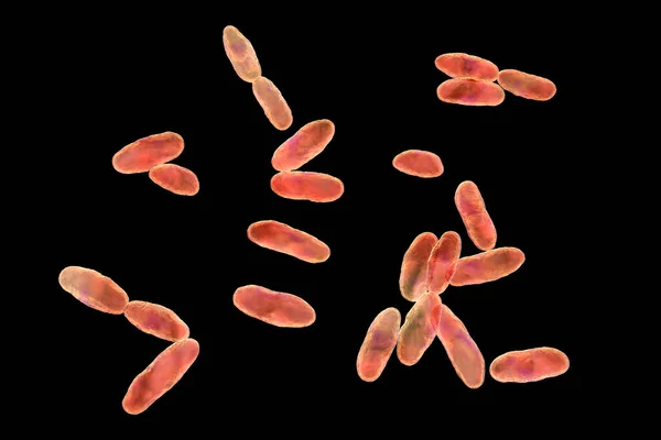 エアロモナス菌 3Dイラスト ヒトの敗血症 胃腸炎に関連するグラム陰性 ロッド型の細菌 — ストック写真