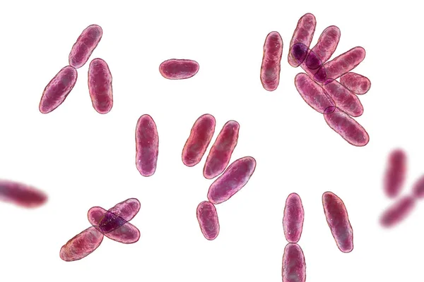 Aeromonas Bakterier Illustration Gramnegativ Stavformad Bakterie Associerad Med Septikemi Pneumoni — Stockfoto