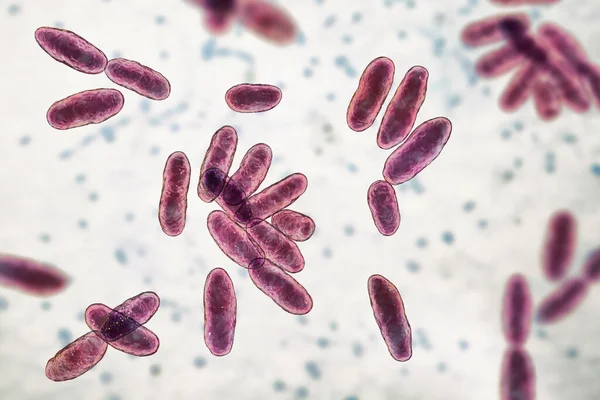 Aeromonas Bacteria Illustration Gram Negative Rod Shaped Bacillus Associated Septicaemia — Stock Photo, Image