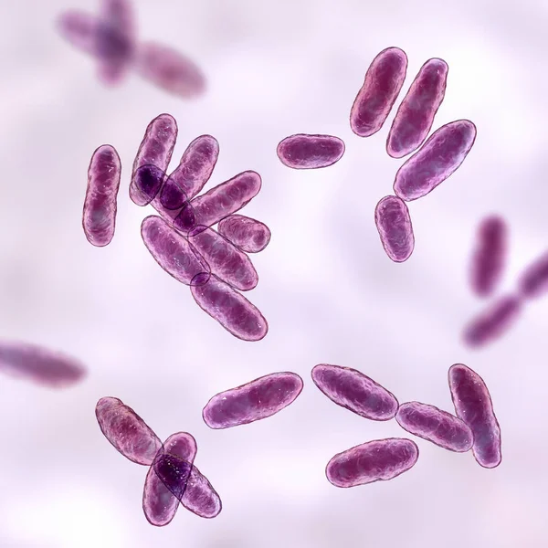 Бактерії Аеромони Ілюстрації Gram Негативний Паличкоподібний Бацил Пов Язаний Септикемією — стокове фото