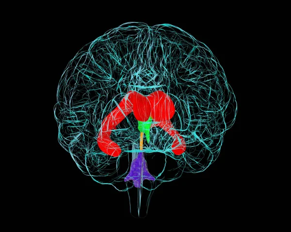 Ventrikulární Systém Mozku Ilustrace Komory Jsou Dutiny Mozku Které Jsou — Stock fotografie