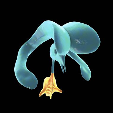 Dördüncü beyin ventrikülü, beyin sapının arkasında sıvı dolu bir oyuk, serebrospinal sıvı dolaşımına dahil, 3 boyutlu illüstrasyon.