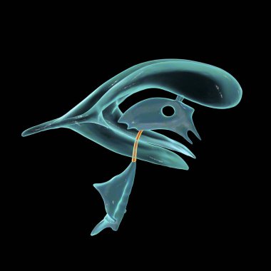 Serebral su kemeri, üçüncü ve dördüncü ventrikülleri birbirine bağlayan dar bir kanal, serebrospinal sıvı akışını kolaylaştırıyor, yan görüş, üç boyutlu illüstrasyon.