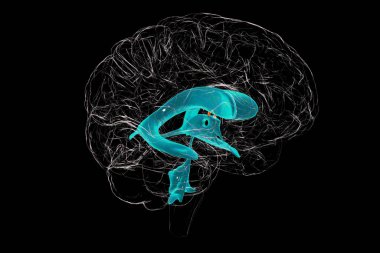 Müdahaleci foramen, Monro 'nun forameni, beyin yanal ventriküllerini birbirine bağlayan bir geçit, serebrospinal sıvının kendileriyle üçüncü ventrikül arasında akmasına olanak sağlıyor, üç boyutlu illüstrasyon..
