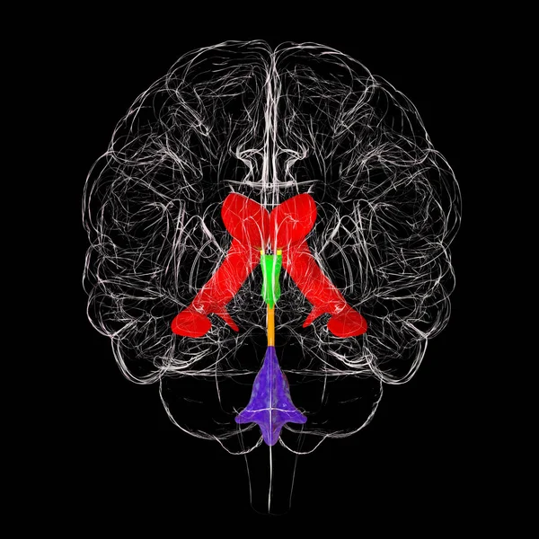 Sistema Ventricular Del Cerebro Vista Frontal Ilustración Los Ventrículos Son — Foto de Stock