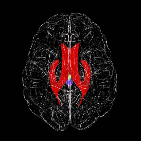 Ventrikulärt System Hjärnan Ovanifrån Illustration Kamrarna Håligheter Hjärnan Som Fyllda — Stockfoto