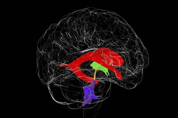 Ventrikulärt Hjärnsystem Illustration Kamrarna Håligheter Hjärnan Som Fyllda Med Cerebrospinalvätska — Stockfoto