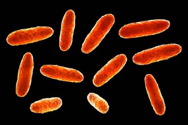 Klebsiella bakterisi, pnömoni ve idrar yolu enfeksiyonları, 3 boyutlu illüstrasyon gibi çeşitli enfeksiyonlara yol açtığı bilinen bir Gram negatif bakteri türüdür..