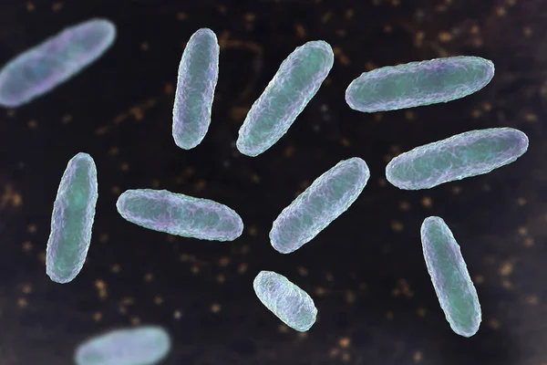 Klebsiella Bacterie Een Type Gram Negatieve Bacterie Bekend Voor Het — Stockfoto