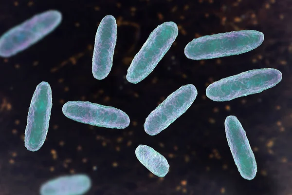 Klebsiella Baktériumok Egy Olyan Típusú Gram Negatív Baktériumok Ismert Okozó — Stock Fotó