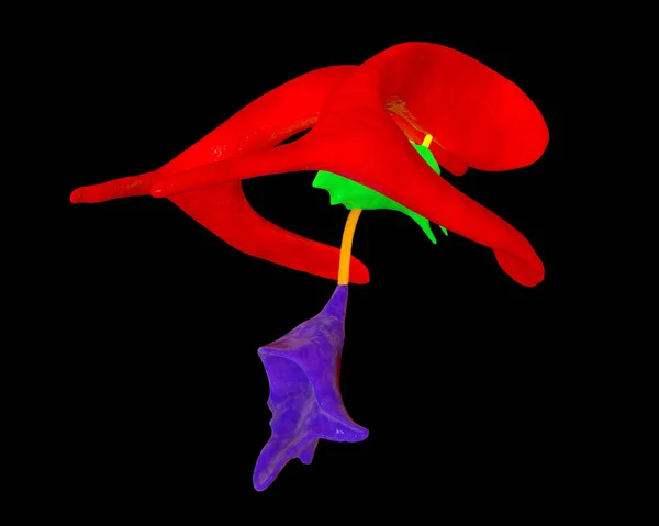 Beynin Ventriküler Sistemi Boyutlu Illüstrasyon Karıncıklar Beyindeki Boşluklardır Serebrospinal Sıvı — Stok fotoğraf