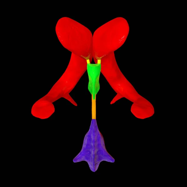 Beynin Ventriküler Sistemi Görüş Boyutlu Çizim Karıncıklar Beyindeki Boşluklardır Serebrospinal — Stok fotoğraf