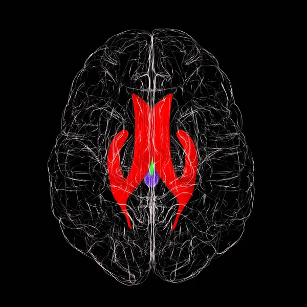 Ventrikulært Hjernesystem Topvisning Illustration Hjertekamrene Hulrum Hjernen Der Fyldt Med - Stock-foto