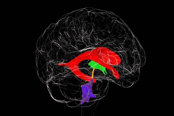 Układ Komorowy Mózgu Ilustracja Komory Ubytki Mózgu Które Wypełnione Płynem — Zdjęcie stockowe