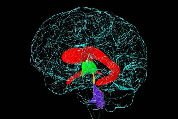 Ventriculair Hersensysteem Illustratie Ventrikels Zijn Holtes Hersenen Die Gevuld Zijn — Stockfoto