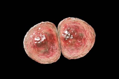 Streptococcus pneumoniae bakterisi, ayrıca pnömokok olarak da bilinir, Gram-pozitif bakteri zatürree, 3 boyutlu illüstrasyon da dahil olmak üzere çeşitli solunum yolu enfeksiyonlarından sorumludur..