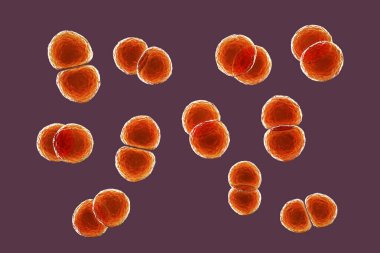 Streptococcus pneumoniae bakterisi, ayrıca pnömokok olarak da bilinir, Gram-pozitif bakteri zatürree, 3 boyutlu illüstrasyon da dahil olmak üzere çeşitli solunum yolu enfeksiyonlarından sorumludur..