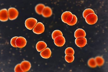 Streptococcus pneumoniae bakterisi, ayrıca pnömokok olarak da bilinir, Gram-pozitif bakteri zatürree, 3 boyutlu illüstrasyon da dahil olmak üzere çeşitli solunum yolu enfeksiyonlarından sorumludur..