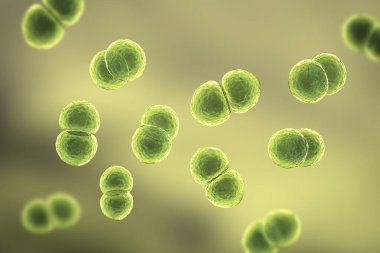 Streptococcus pneumoniae bakterisi, ayrıca pnömokok olarak da bilinir, Gram-pozitif bakteri zatürree, 3 boyutlu illüstrasyon da dahil olmak üzere çeşitli solunum yolu enfeksiyonlarından sorumludur..