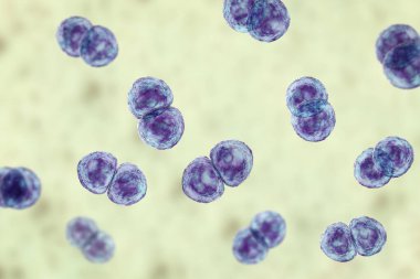 Streptococcus pneumoniae bakterisi, ayrıca pnömokok olarak da bilinir, Gram-pozitif bakteri zatürree, 3 boyutlu illüstrasyon da dahil olmak üzere çeşitli solunum yolu enfeksiyonlarından sorumludur..