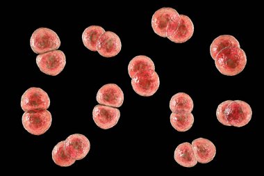 Streptococcus pneumoniae bacteria, also known as pneumococcus, Gram-positive bacteria responsible for causing various respiratory tract infections, including pneumonia, 3D illustration. clipart