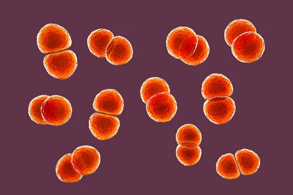 Streptococcus Pneumoniae Bacteria Also Known Pneumococcus Gram Positive Bacteria Responsible — Stock Photo, Image