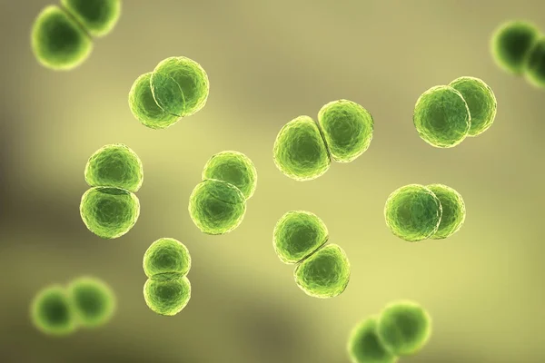 Streptococcus Pneumoniae Bakterier Även Känd Som Pneumokocker Grampositiva Bakterier Som — Stockfoto
