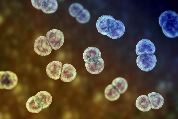 Streptococcus Pneumoniae Bakterien Auch Bekannt Als Pneumokokken Grampositive Bakterien Die — Stockfoto
