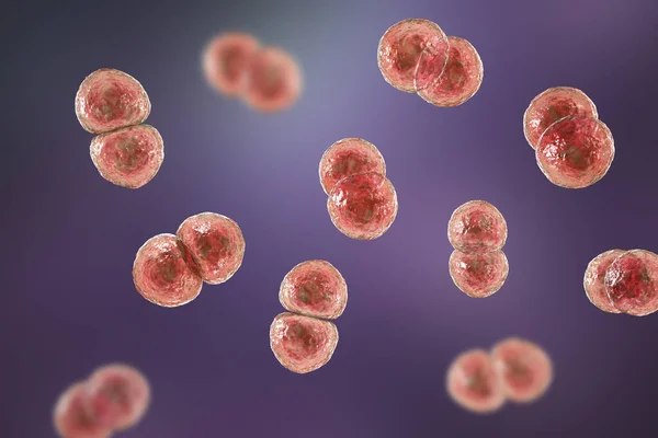 Streptococcus Pneumoniae Bakterie Také Známý Jako Pneumococcus Grampozitivní Bakterie Zodpovědné — Stock fotografie