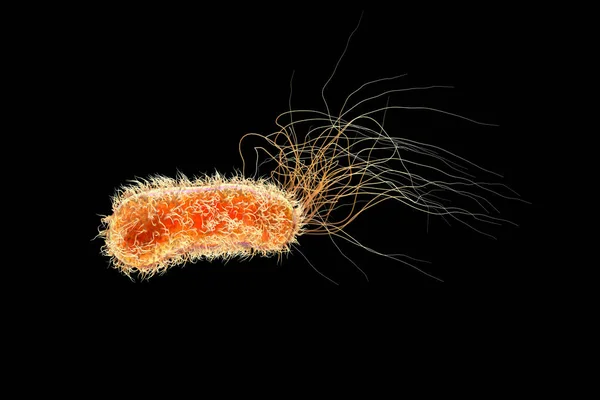 Псевдомонады Бактерии Грамотрицательные Бактерии Обычно Связанные Инфекциями Связанными Здоровьем Частности — стоковое фото