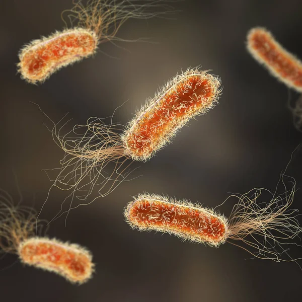 Pseudomonas Bakterien Gram Negative Bakterien Die Üblicherweise Mit Gesundheitsbezogenen Infektionen — Stockfoto