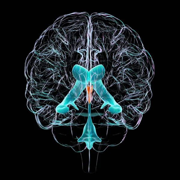 Scientific Illustration Showcasing Third Brain Ventricle Vital Component Brain Ventricular — Stock Photo, Image