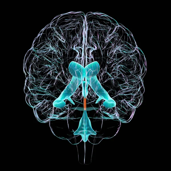 Serebral Kemeri Orta Beyinde Üçüncü Dördüncü Ventrikülleri Birbirine Bağlayan Dar — Stok fotoğraf