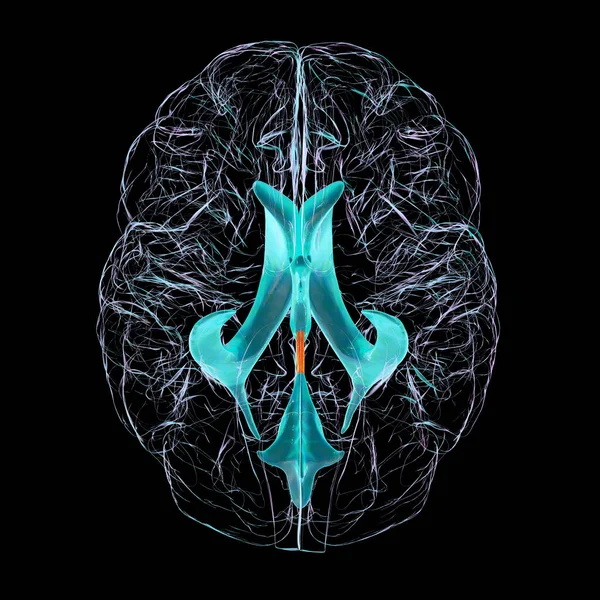 Cerebral Aqueduct Narrow Channel Midbrain Connecting Third Fourth Ventricles Facilitating — Stock Photo, Image