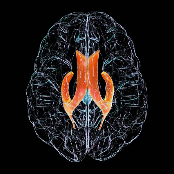 Yanal Beyin Ventrikülleri Beyindeki Büyük Çift Çürükler Serebrospinal Sıvının Üretiminden — Stok fotoğraf