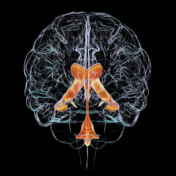 Beynin Ventriküler Sistemi Görüş Boyutlu Çizim Karıncıklar Beyindeki Boşluklardır Serebrospinal — Stok fotoğraf